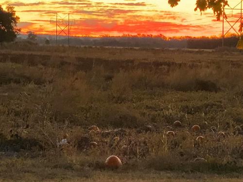 A sunset casts vibrant colors over a field with scattered pumpkins and silhouettes of power lines in the background.