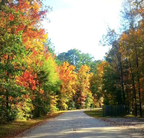 A scenic road lined with vibrant autumn trees in shades of red, orange, and yellow under a clear blue sky.