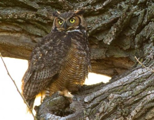 A great horned owl perched on a tree branch, with striking yellow eyes and textured brown feathers.