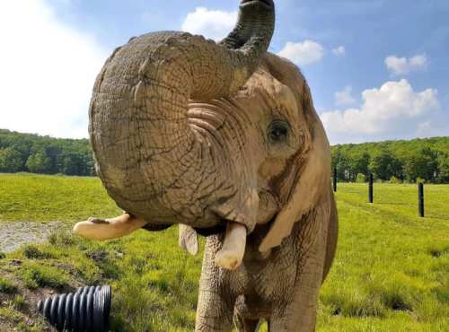 A close-up of an elephant with its trunk raised, standing in a grassy field under a blue sky.