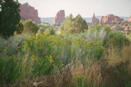 A scenic landscape featuring wildflowers in the foreground and rocky formations in the background under a clear sky.