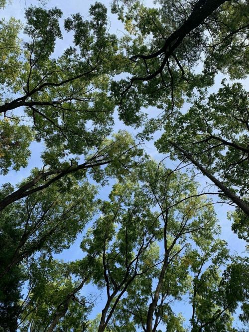 Looking up at a canopy of green trees against a clear blue sky.