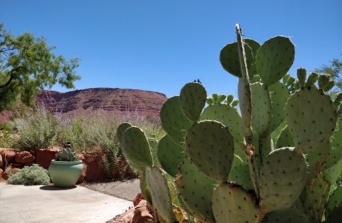 A cactus with flat, paddle-shaped pads in the foreground, with a rocky landscape and blue sky in the background.
