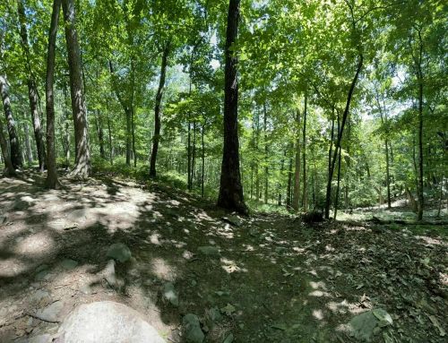 A lush green forest with tall trees, dappled sunlight, and a rocky, earthy path.