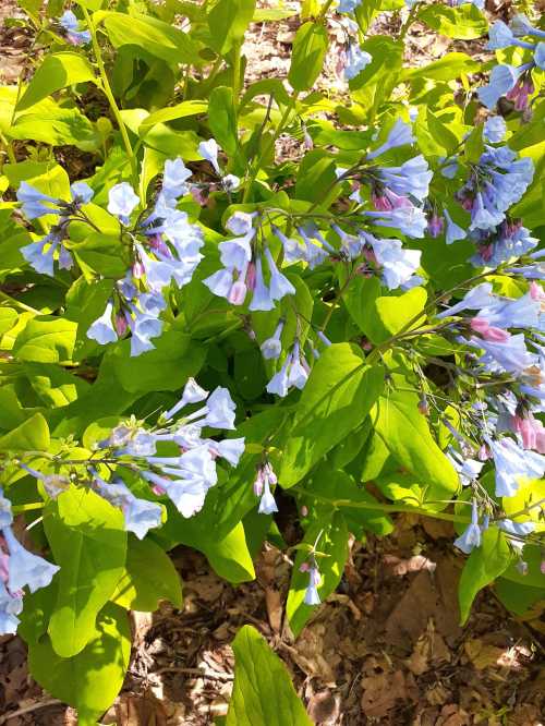 A cluster of light blue flowers with pink accents surrounded by vibrant green leaves in a sunny garden setting.