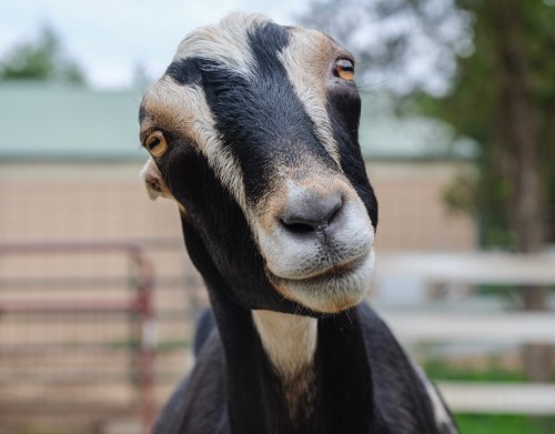 A close-up of a curious black and white goat with a gentle expression, set against a blurred farm background.