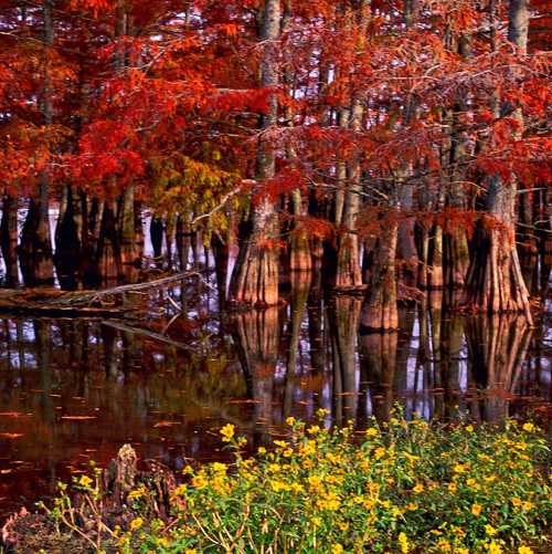 Vibrant autumn foliage reflects in calm water, with cypress trees and a hint of yellow flowers in the foreground.