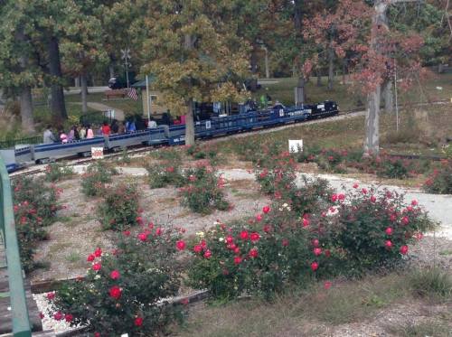 A miniature train travels through a park, surrounded by blooming rose bushes and trees in the background.