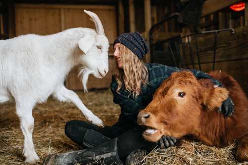 A person sits on straw in a barn, interacting with a goat and a cow, both looking curiously at them.