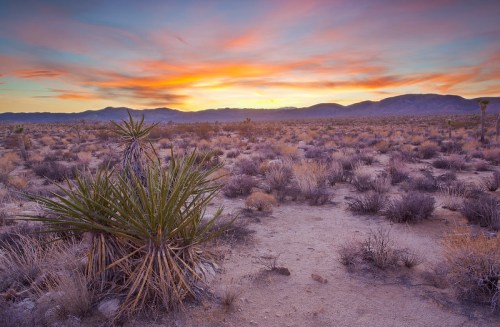 A desert landscape at sunset, featuring colorful skies, mountains in the distance, and sparse vegetation.