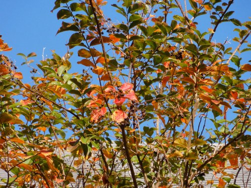 A tree with vibrant orange and green leaves against a clear blue sky.