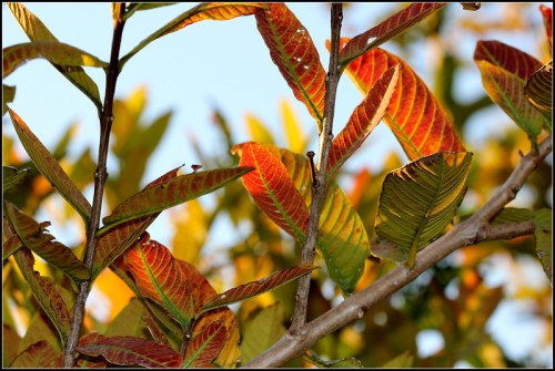 Close-up of colorful leaves in autumn, showcasing vibrant reds and greens against a clear blue sky.