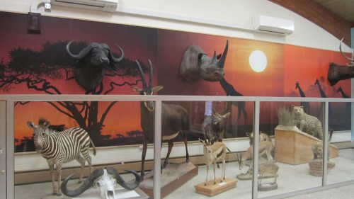 Taxidermy display of various African animals against a sunset backdrop, including a zebra, buffalo, and rhino heads.