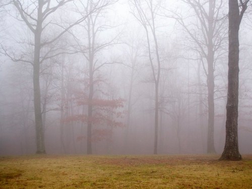 A foggy forest scene with bare trees and a grassy area, creating a mysterious and tranquil atmosphere.