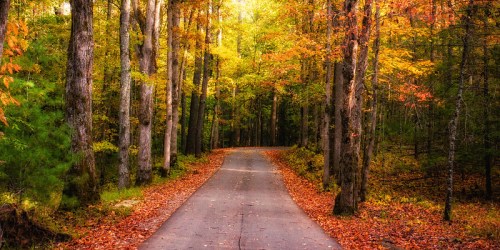 A serene, winding road through a vibrant autumn forest with colorful leaves and tall trees.