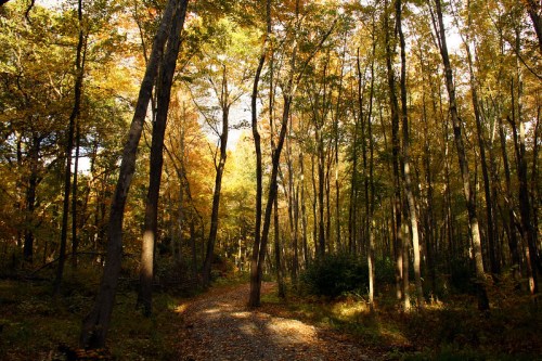 A serene forest path surrounded by tall trees with vibrant autumn foliage. Sunlight filters through the leaves.
