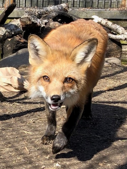 A close-up of a fox with a bushy orange coat, walking on dirt with logs in the background.