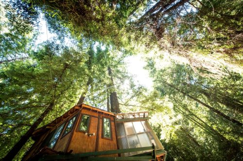 A treehouse nestled among tall, lush trees, with sunlight filtering through the canopy above.