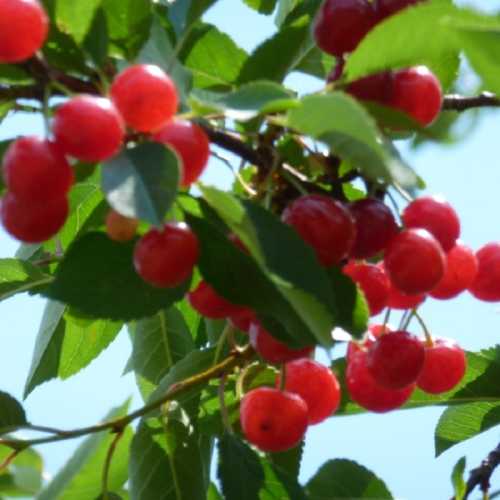 A close-up of cherry branches with bright red cherries and green leaves against a clear blue sky.