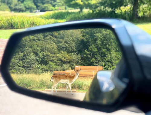 A deer stands near a park bench, reflected in a car's side mirror, with greenery in the background.