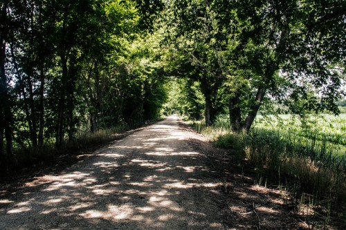 A dirt road lined with trees, creating a shaded pathway through a lush green landscape.