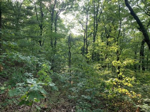 Lush green forest with tall trees and dense undergrowth, illuminated by soft sunlight filtering through the leaves.