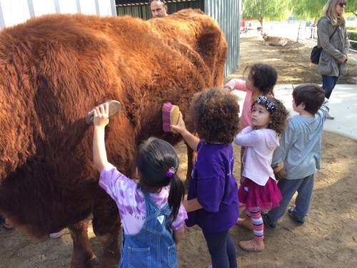Children brushing a large brown animal at a farm, with adults supervising nearby.