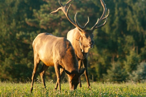 Two elk grazing in a grassy field, with one displaying large antlers against a backdrop of trees.
