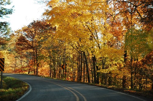 Curving road surrounded by vibrant autumn trees with yellow and orange leaves.