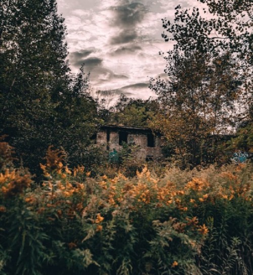 A dilapidated building partially hidden by vibrant autumn foliage under a cloudy sky.