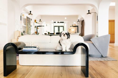 A small dog sits on a modern coffee table in a bright, stylish living room with minimalist decor.