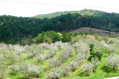 Blossoming orchard with white flowers on trees, set against a backdrop of green hills and a clear sky.
