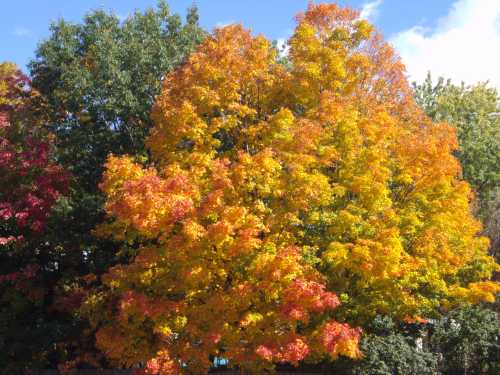 A vibrant tree with bright orange and yellow leaves against a clear blue sky, surrounded by green foliage.