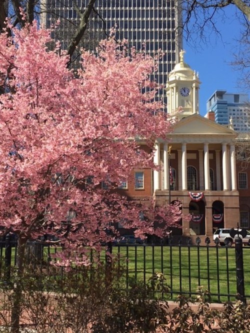 Cherry blossoms in bloom in front of a historic building with a clock tower and blue sky.