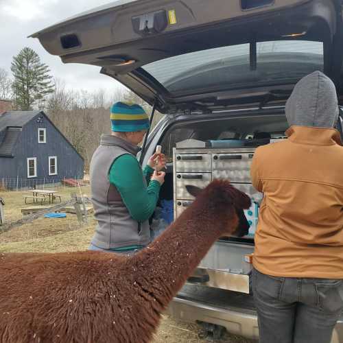 A person prepares supplies in a van while a llama curiously approaches in a rural setting.