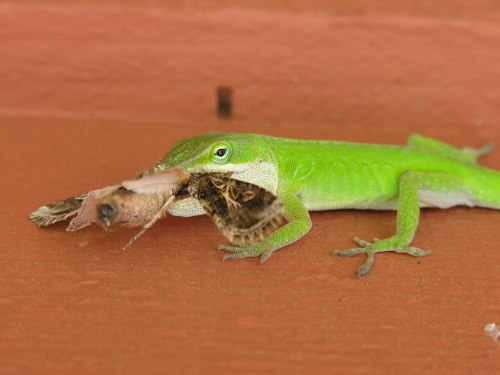 A green lizard with a large moth in its mouth, resting on a brown surface.