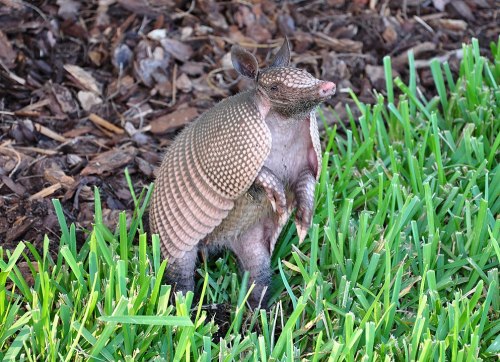 A standing armadillo on green grass, showcasing its distinctive armored shell and curious posture.