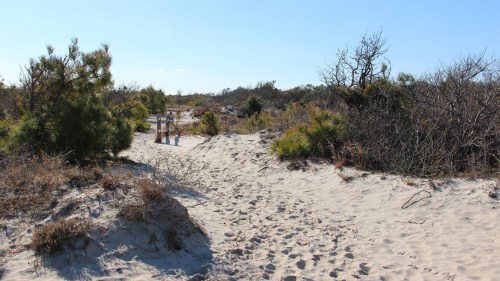 A sandy path through a coastal landscape with sparse vegetation and a clear blue sky.