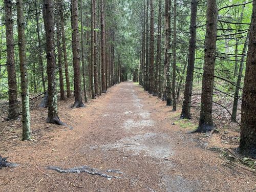 A serene forest path lined with tall trees, leading into a lush green landscape.