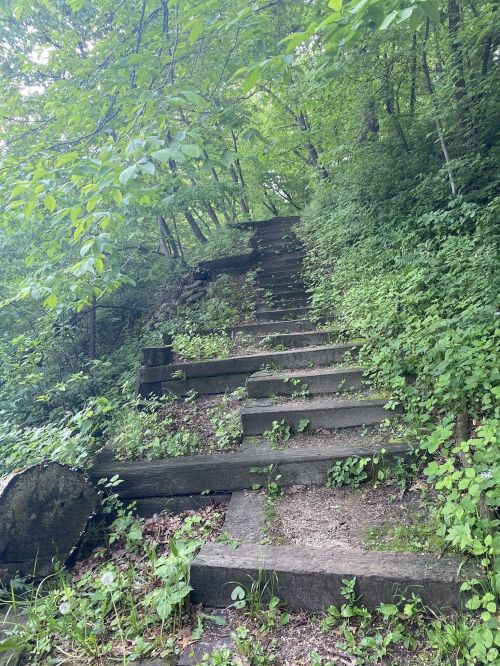 A winding set of wooden steps leads up through a lush, green forest.