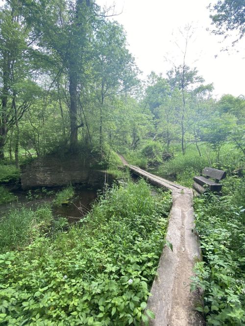 A serene forest scene with a wooden bridge over a stream, surrounded by lush greenery and trees.