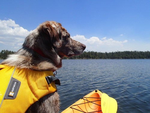 A dog in a yellow life jacket sits on a kayak, gazing at the calm water and trees under a blue sky.