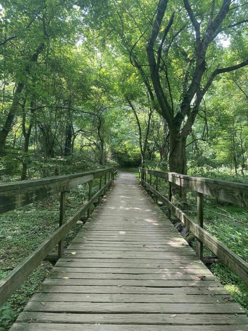 A wooden walkway leads through a lush, green forest with tall trees and dappled sunlight.