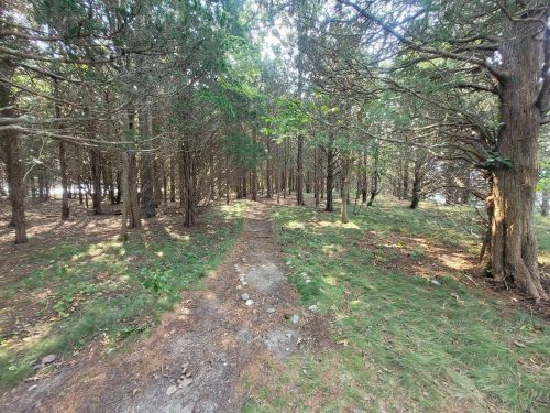 A narrow dirt path winding through a dense forest with tall trees and scattered greenery.