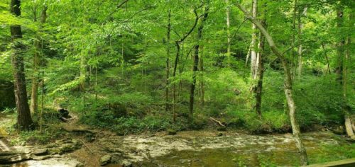 A serene forest scene with lush green trees and a gently flowing stream.
