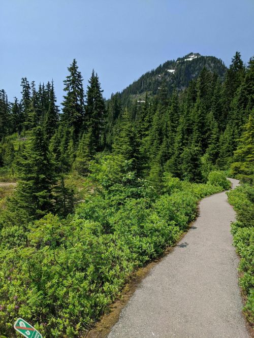 A winding path through lush green trees, leading towards a mountain under a clear blue sky.