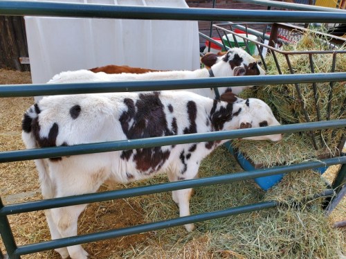 Two spotted calves eating hay from a trough, with a fenced enclosure in the background.