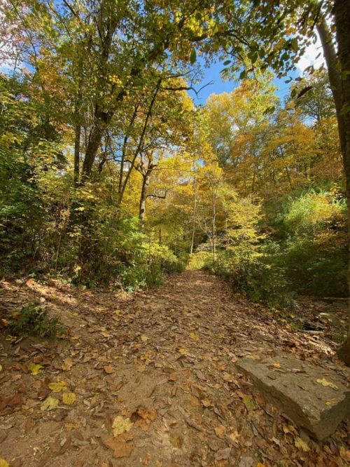 A serene forest path covered in autumn leaves, surrounded by vibrant yellow and green trees under a clear blue sky.