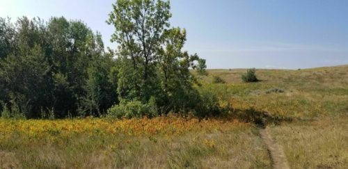 A scenic landscape featuring a grassy field, trees, and a clear blue sky. A path winds through the vibrant foliage.