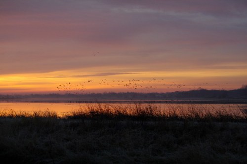A serene sunset over a lake, with silhouettes of birds flying against a colorful sky and tall grass in the foreground.